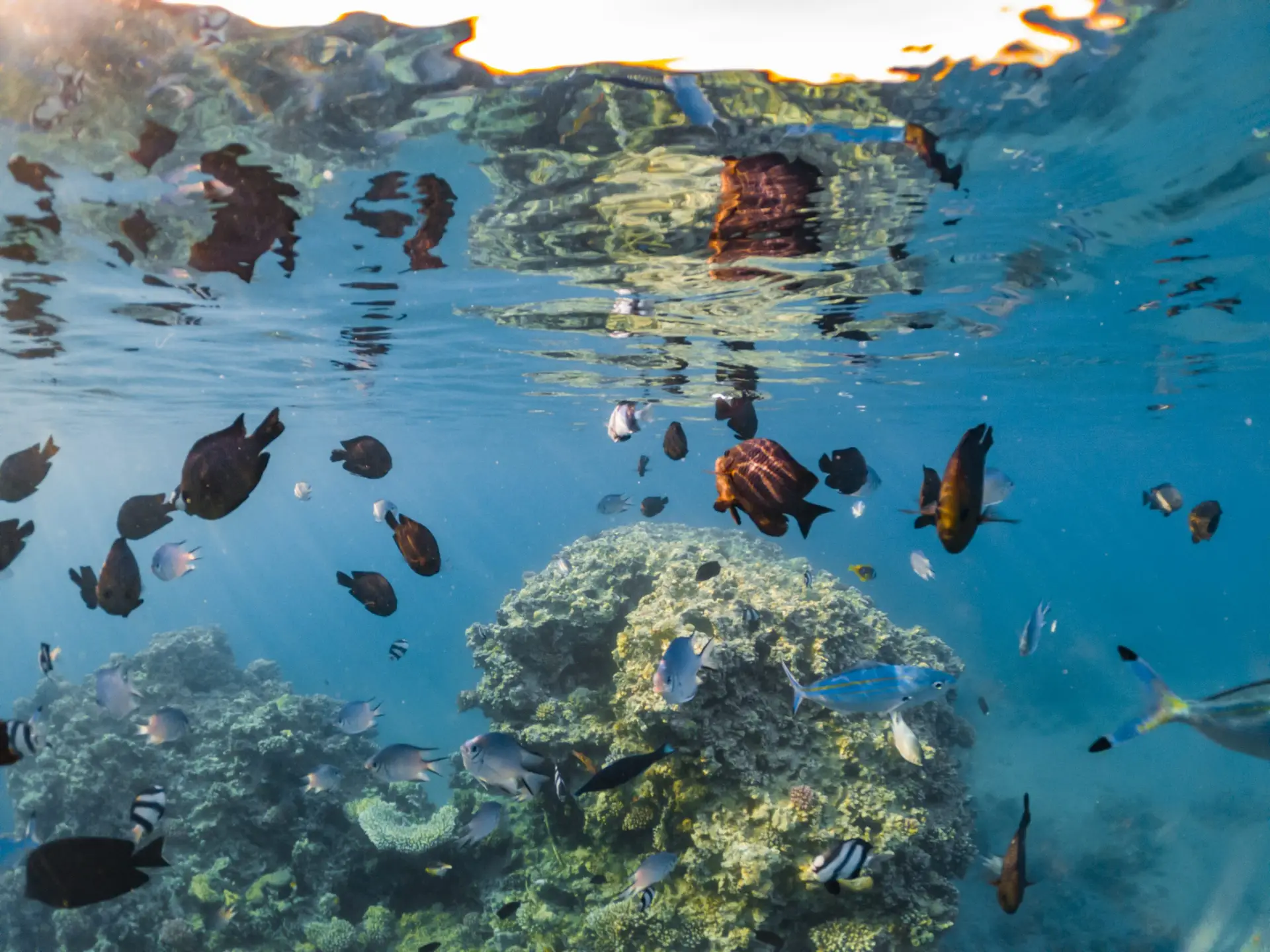 Sustainable Marine